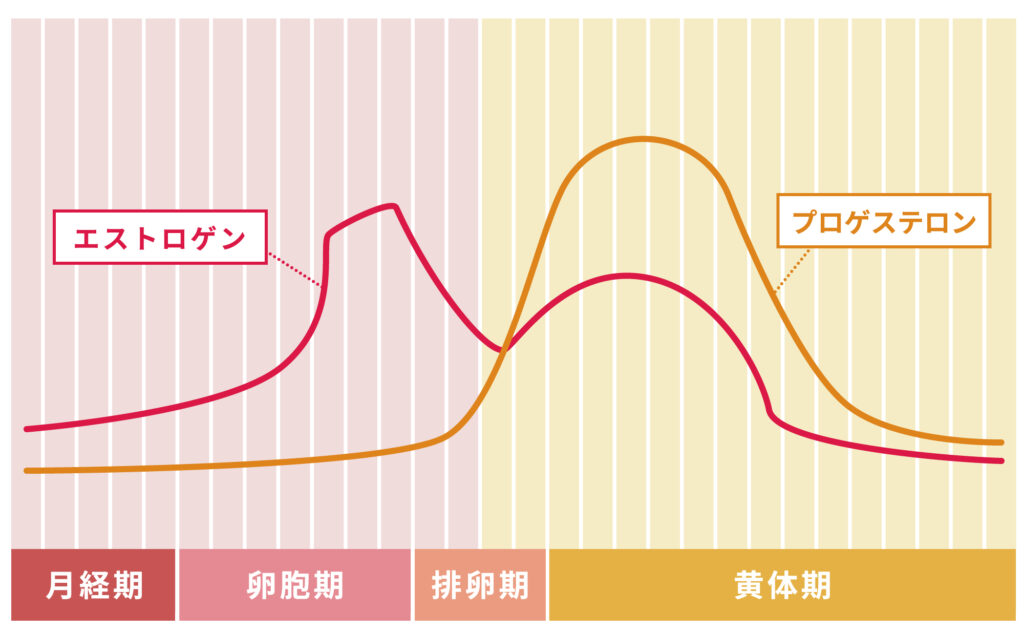 不妊症コラム内で周期療法を伝えるイメージ画像